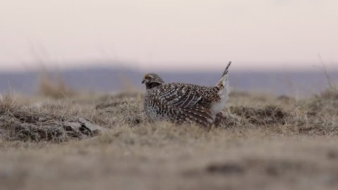 Male Sharp-tail Grouse dancing on the lek while competing for the attention of the females.