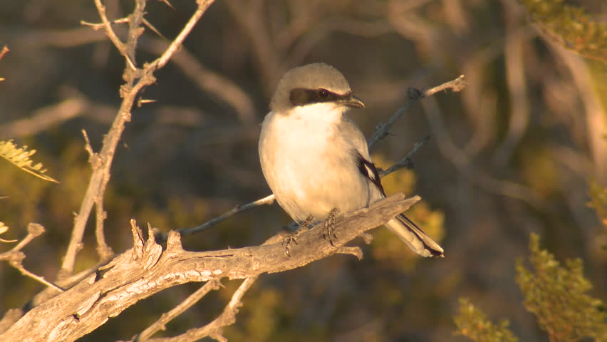 Loggerhead Shrike Adult Lone Scratching Itching Dry Season in Texas