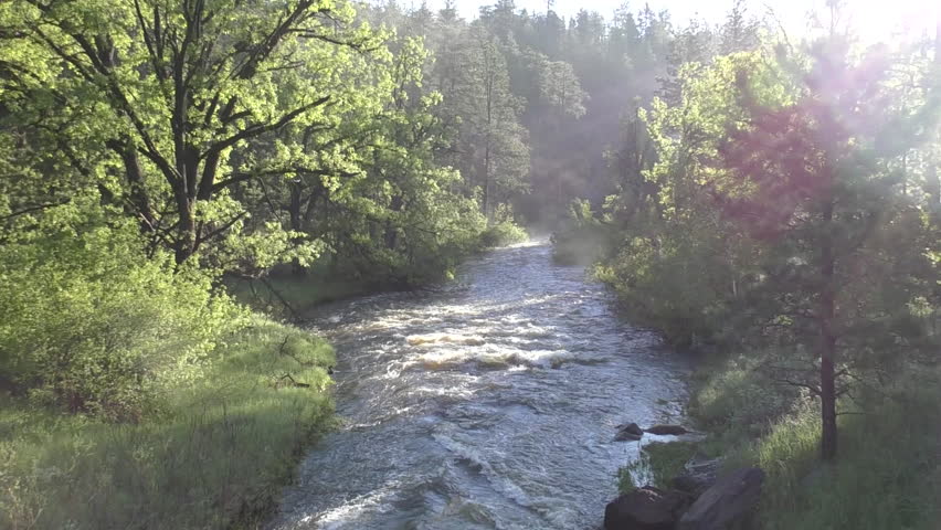 River Stream Black Hills in Summer Creek in South Dakota