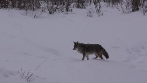 Coyote Adult Lone Running in Winter in Wyoming