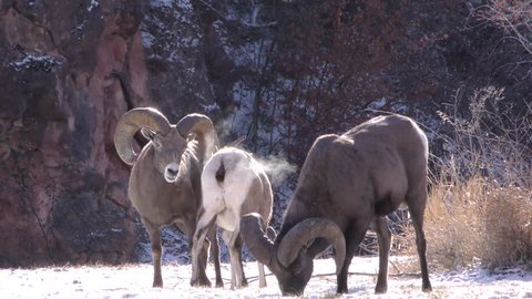 Bighorn Sheep Ram Ewe Male Female Adult Several Mating Sex Reproduction in Winter Sex Mounting Copulation in South Dakota