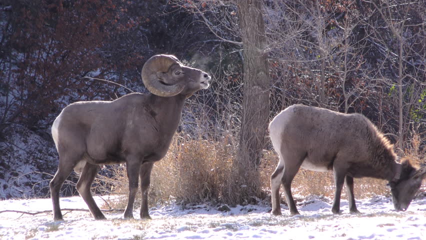 Bighorn Sheep Ram Ewe Male Female Adult Pair Breeding in Winter Flehmen Response Odor in South Dakota