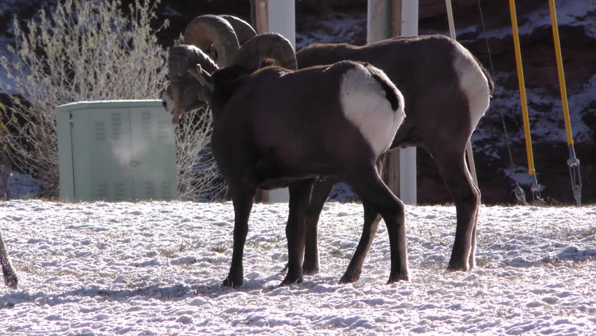 Bighorn Sheep Ram Male Adult Pair Fighting Battle Aggression in Winter Head Collision Butting in South Dakota