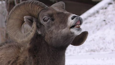 Bighorn Sheep Ram Male Adult Smelling in Winter Flehmen Response Teeth Mouth Lip Curl in South Dakota