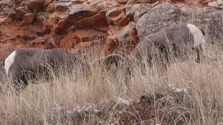 Bighorn Sheep Ram Male Adult Pair Smelling in Winter Flehmen Odor in South Dakota