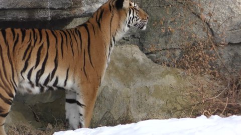 Siberian Tiger Adult Lone in Winter Rocks