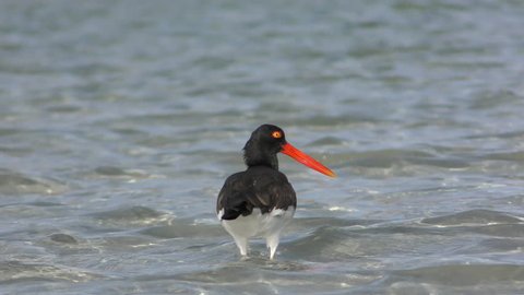 American Oystercatcher Adult Lone Alarmed Nervous Wary in Mexico