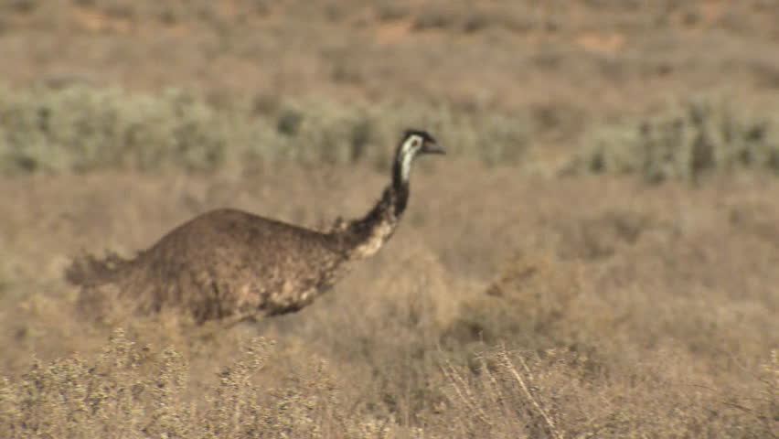 Emu Adult Lone Running Fleeing in Australia Royalty-Free Stock Footage #1014940552