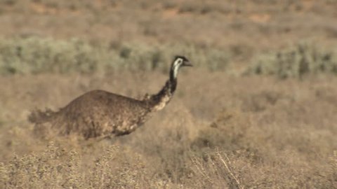 Emu Adult Lone Running Fleeing in Australia
