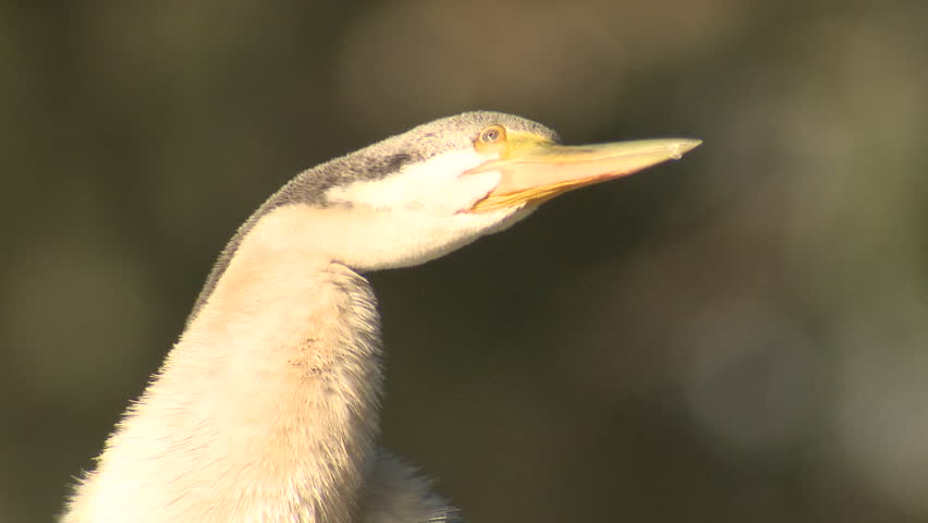 Australasian Darter Adult Lone Yawning Open Mouth in Australia