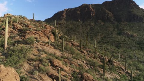 Drone footage of a cactus forest in a desert mountain pass.  Includes rising/panning motion to the top of a hill revealing a city in the distance. Shows iconic saguaro cactus on red rock mountains.