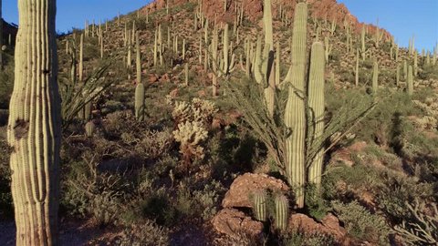 Drone footage of a cactus forest in a desert mountain pass.  Includes rising motion to the top of a hill revealing a city in the distance. Shows iconic saguaro cactus on rock mountains.