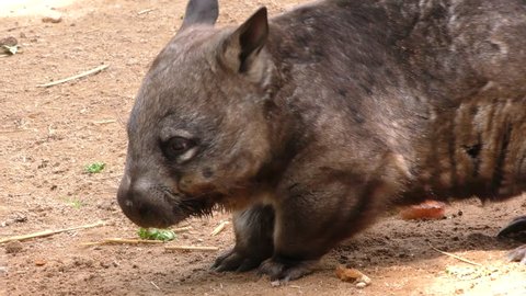 Southern Hairy-nosed Wombat Adult Lone Resting