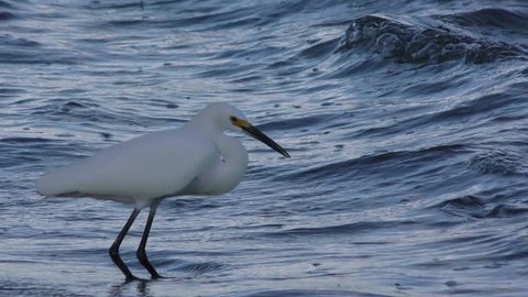 Snowy Egret Adult Lone Foraging in Mexico