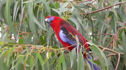 Crimson Rosella Adult Lone Perched Looking Around Red Phase in Australia