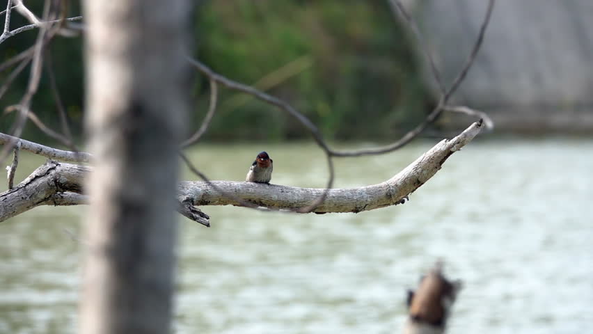 Barn Swallow Bird (Hirundo rustica) Sitting on Tree Branch above the Water
