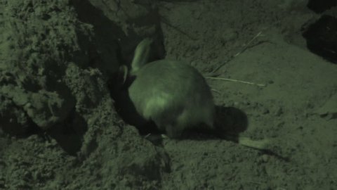 Greater Bilby Adult Lone Digging