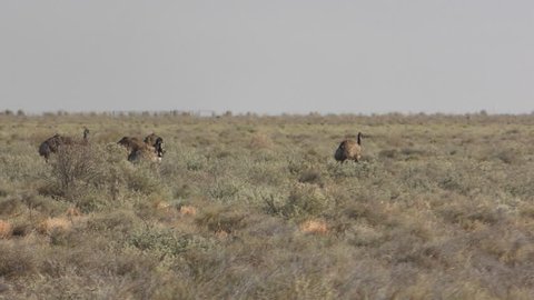 Emu Adult Immature Several Walking in Australia