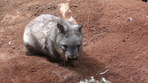Southern Hairy-nosed Wombat Adult Lone Resting Looking Around
