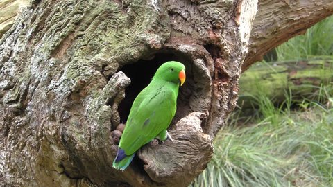 Eclectus Parrot Male Adult Lone Perched Flying Cavity Hole Tree