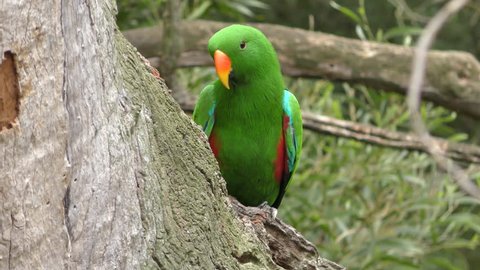 Eclectus Parrot Male Adult Lone Perched Flying