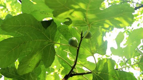 Ripe fig fruit hanging at branch of a fig tree