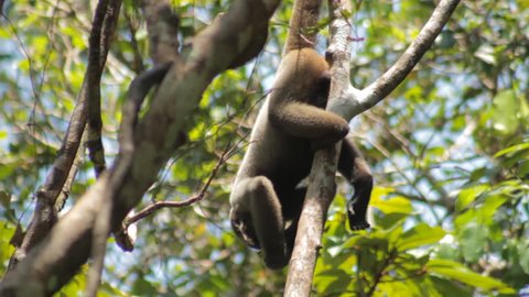 Monkey in Amazon rainforest.
Macaco barrigudo da Amazônia.