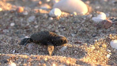 One newborn caretta caretta turtle hatchlings scuttle down the beach to the sea. 4k full frame. Selective focus