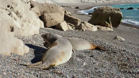 Southern Elephant Seal (Mirounga leonina), two females, Punta Ninfas, Atlantic Coast, Chubut Province, Patagonia, Argentina