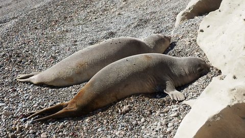 Southern Elephant Seal (Mirounga leonina), two females, Punta Ninfas, Atlantic Coast, Chubut Province, Patagonia, Argentina