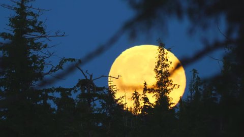 Full Moon rising behind Spruce and Hemlock trees in Alaska.