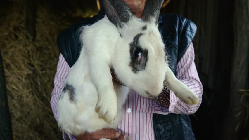 An elderly farmer in a straw hat is holding a large white rabbit. Portrait of a man in the background of hay