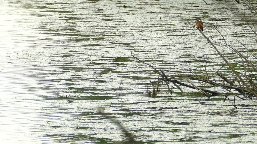Fly jewels that kick off from the waterside branch in the distance and kingfishers
