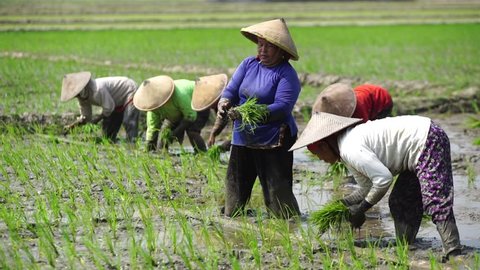 BALI INDONESIA AUGUST 14 2018 : The Farmers planting on the organic paddy rice farmland in Ubud
