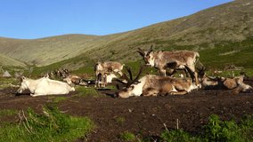 Reindeer Village on an summer morning. in Tsaatan village, Khuvsgol, Mongolia.