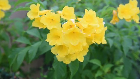 Yellow flowers adorn the front fence, swaying with the wind.