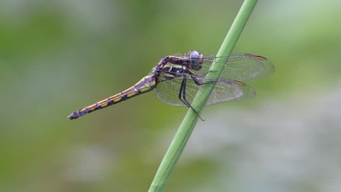 Dragonfly   is an insect larva lives in the water. Adult lives on land have wings to fly. Dragonflies are growing as a step types not perfect.
