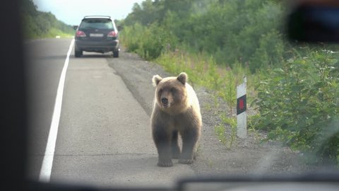 View from the car's interior to hungry Kamchatka brown bear that walks along an asphalt road and begs for food from people in passing cars. Eurasia, Russian Far East, Kamchatka Peninsula.