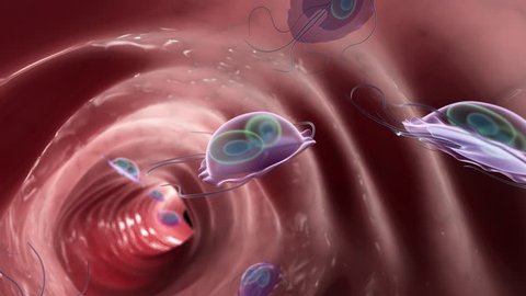 3d rendered medically accurate illustration of a giardia parasite