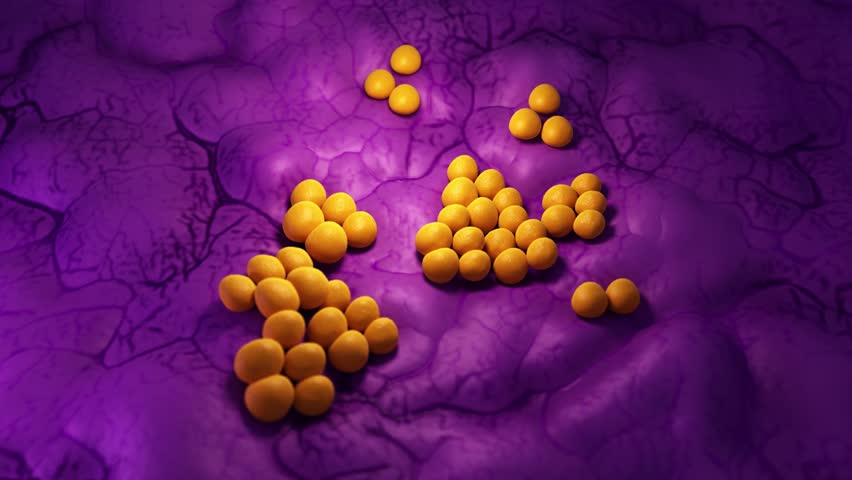 Стафилококк гроздья винограда. Стафилококк aureus. Род staphylococcus. Стафилококк гроздья винограда. Золотистый стафилококк фурункул.