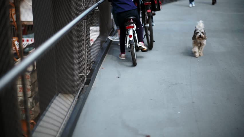 West highland white terrier.