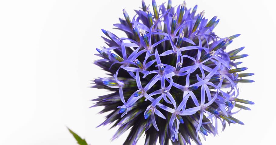 A Wonderful Globe Thistle A Stock Footage Video 100 Royalty Free Shutterstock