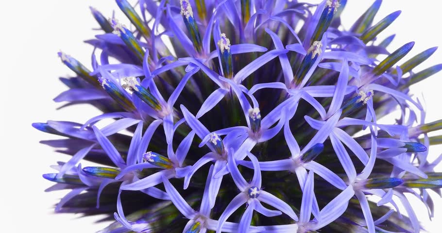 A Wonderful Globe Thistle A Stock Footage Video 100 Royalty Free Shutterstock