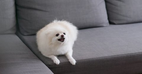 White pomeranian dog get angry on sofa