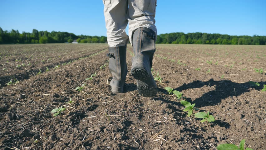 Follow to male farmer's feet in boots walking through the small green sprouts of sunflower on the field. Legs of young man stepping on the dry soil at the meadow. Low angle view Close up Slow motion Royalty-Free Stock Footage #1014993031