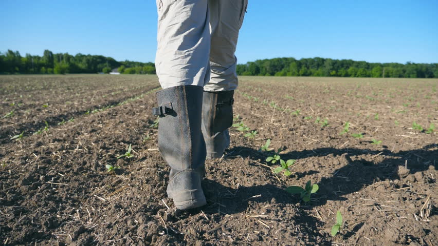 Follow to male farmer's feet in boots walking through the small green sprouts of sunflower on the field. Legs of young man stepping on the dry soil at the meadow. Low angle view Close up Slow motion Royalty-Free Stock Footage #1014993031
