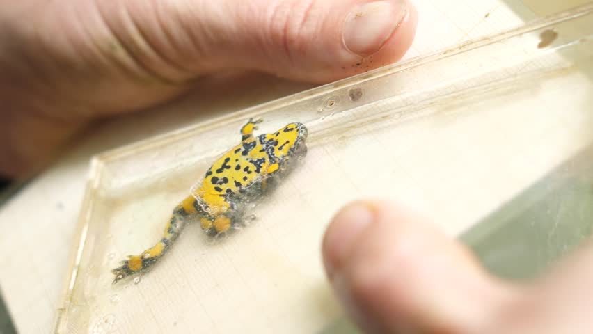 Measuring a yellow bellied toad in a CD case for science purpose. Verdun forest, Lorraine, France.