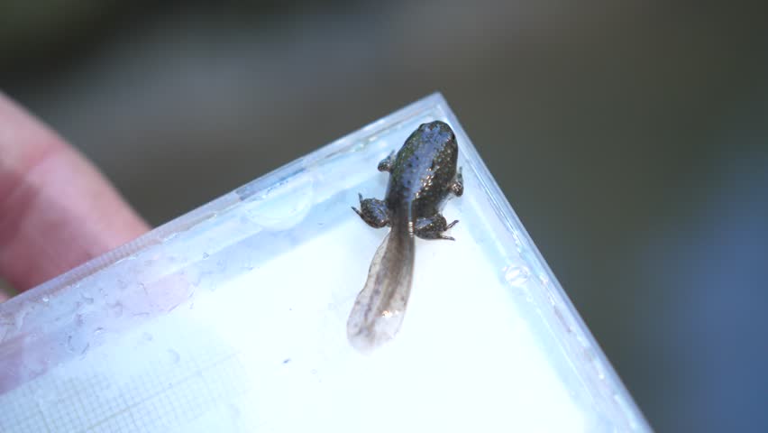 tadpole video