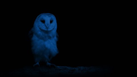 Owl In The Dark