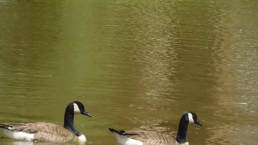 Group of Canadian Geese Swimming in a line on a pond